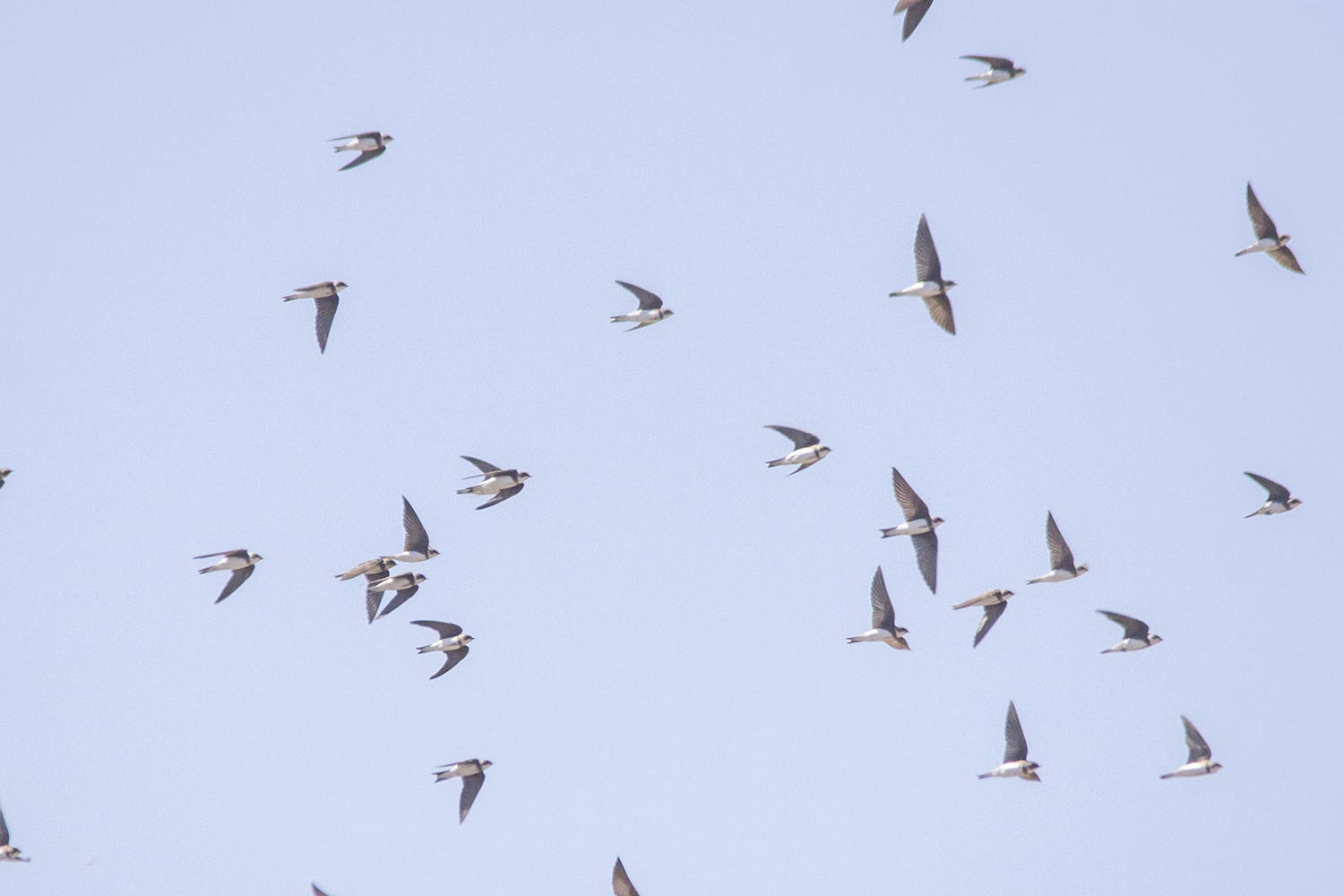 Bank Swallow